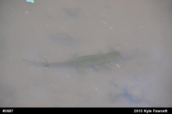 Red-spotted Newt