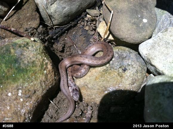 Dekay's Brownsnake
