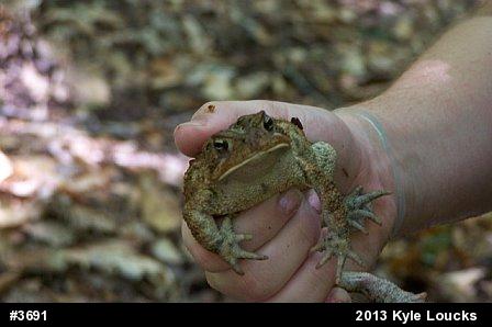 Eastern American Toad