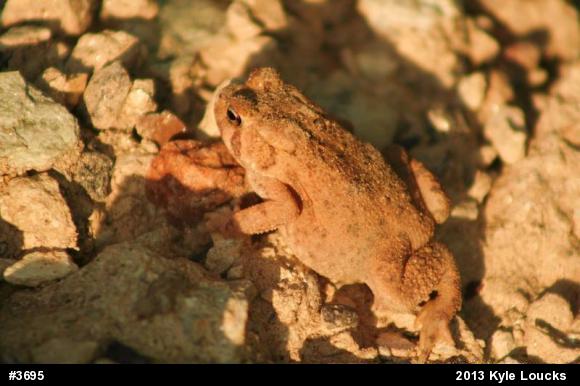 Eastern American Toad