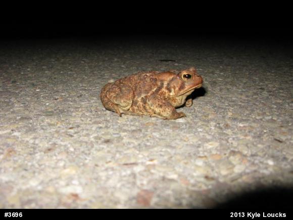 Eastern American Toad