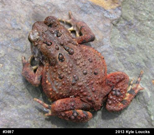 Eastern American Toad