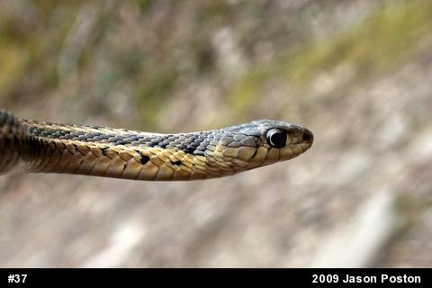 Eastern Gartersnake
