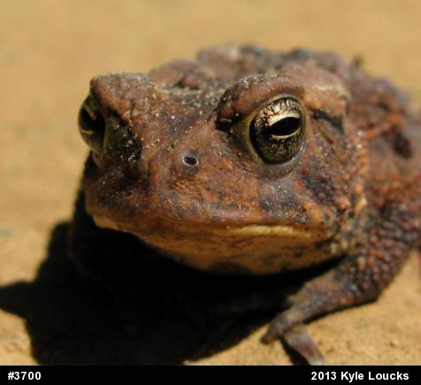 Eastern American Toad
