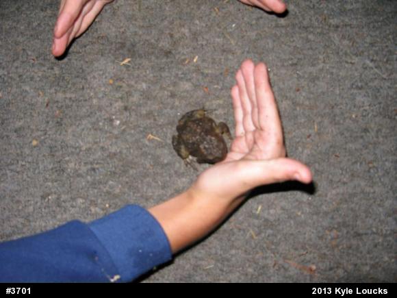 Eastern American Toad