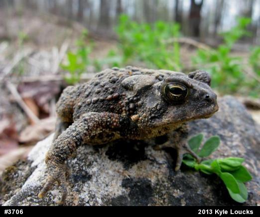 Eastern American Toad