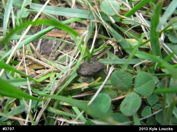 True Toads