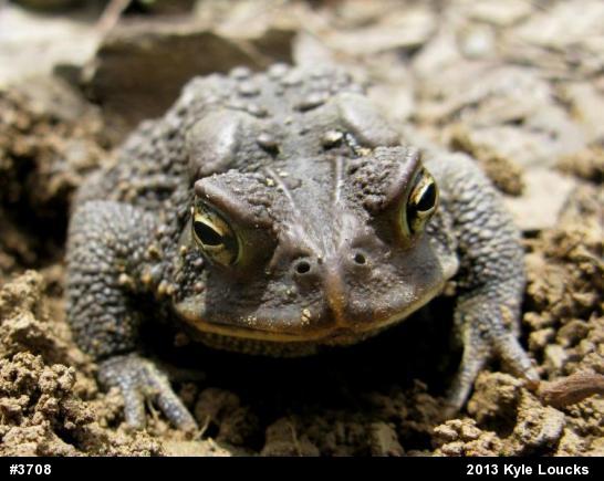 Eastern American Toad