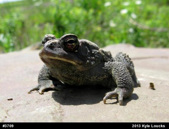 Eastern American Toad