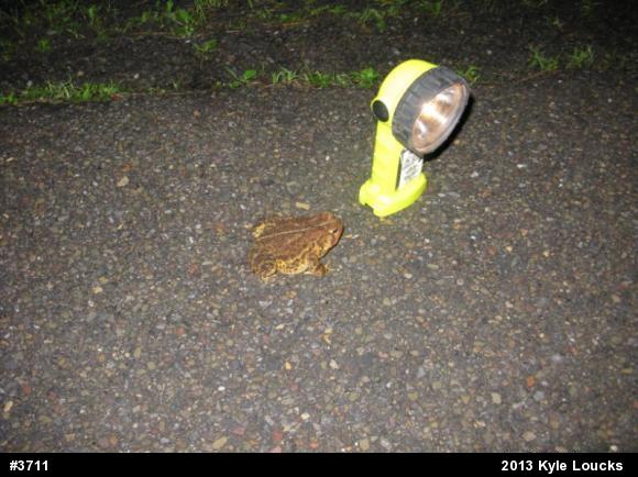 Eastern American Toad