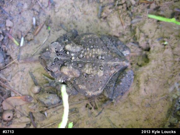 Eastern American Toad