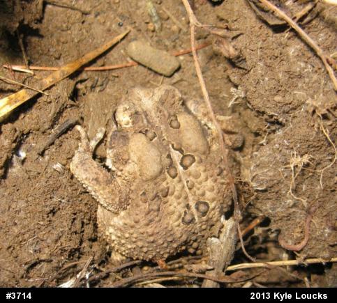 Eastern American Toad