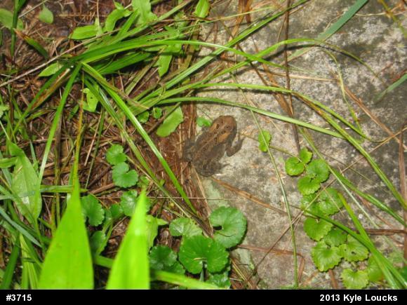 Eastern American Toad