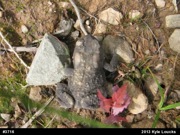 Eastern American Toad