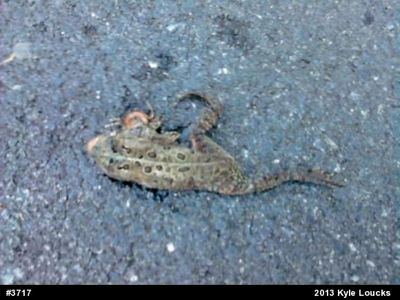 Eastern American Toad