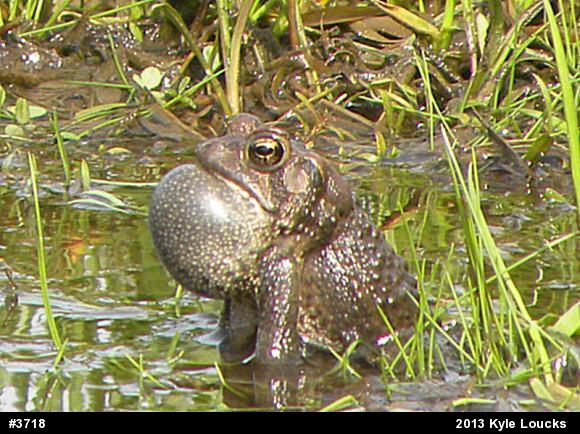 Eastern American Toad