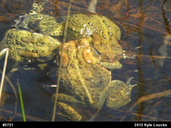 Eastern American Toad