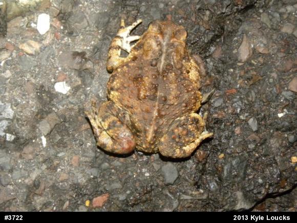 Eastern American Toad