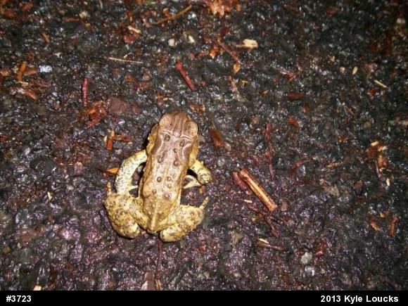 Eastern American Toad