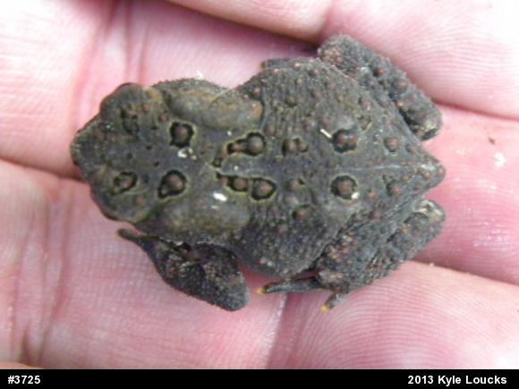 Eastern American Toad