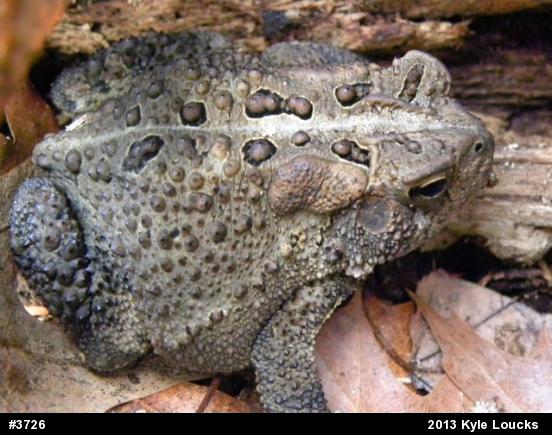 Eastern American Toad