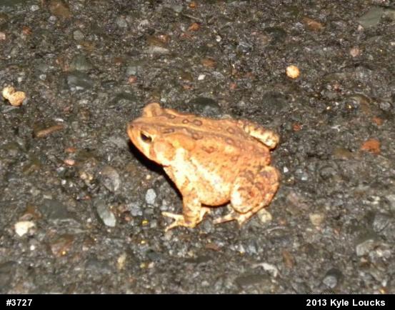 Eastern American Toad