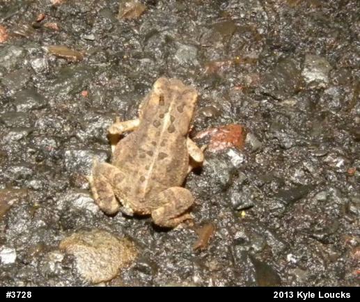 Eastern American Toad