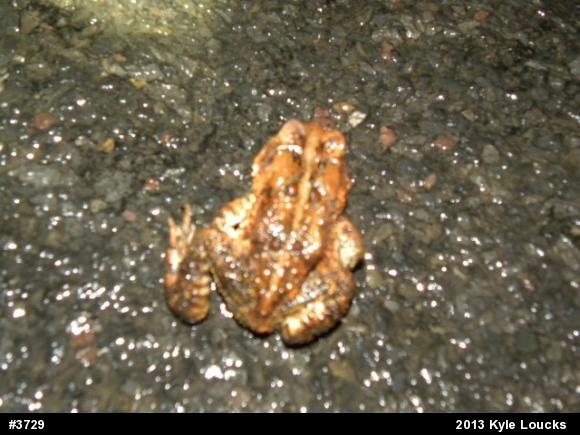 Eastern American Toad