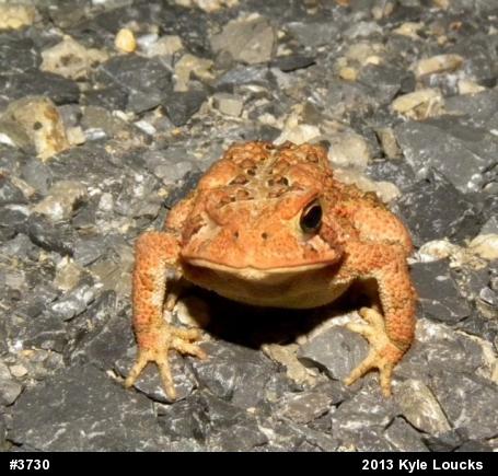 Eastern American Toad