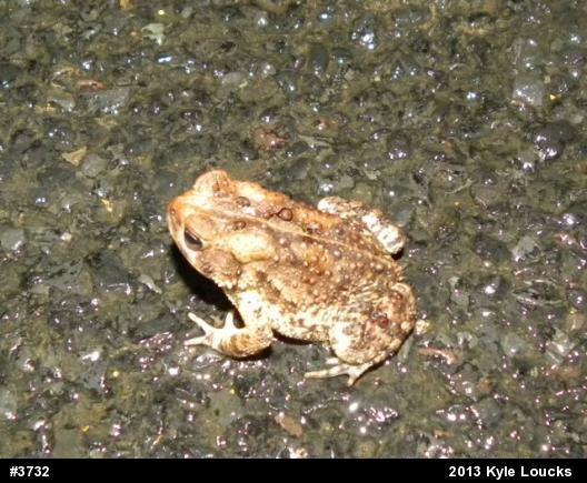 Eastern American Toad