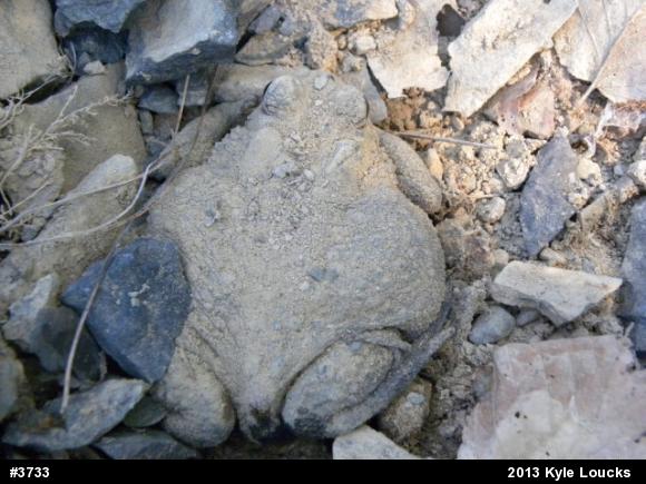 Eastern American Toad