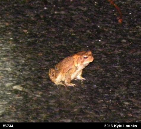 Eastern American Toad