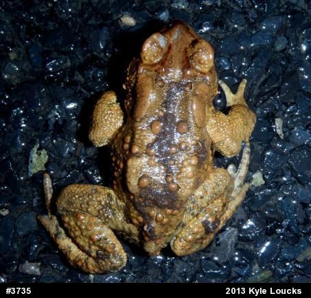 Eastern American Toad