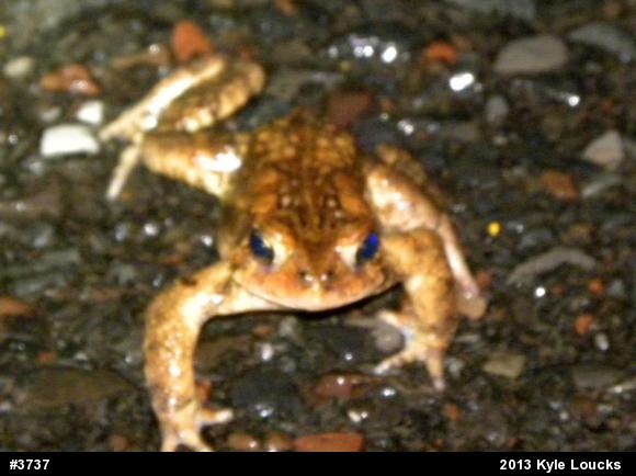 Eastern American Toad