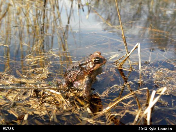 Eastern American Toad