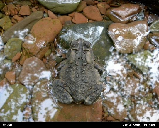 Eastern American Toad