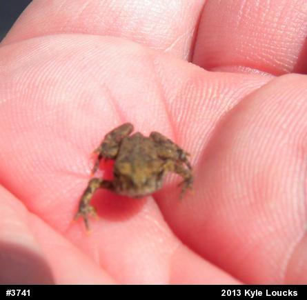 True Toads