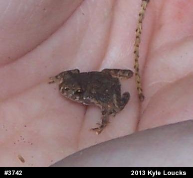 True Toads