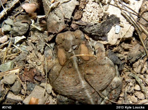 Eastern American Toad