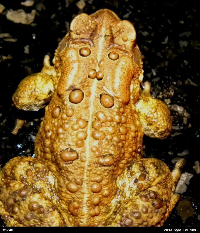 Eastern American Toad