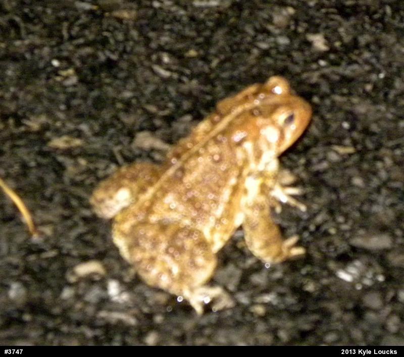 Eastern American Toad