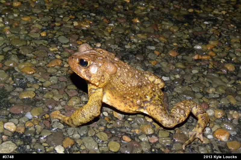 Eastern American Toad