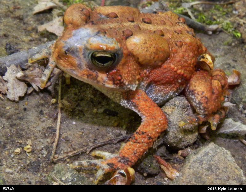Eastern American Toad