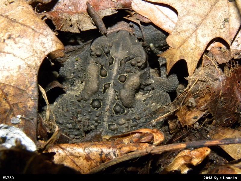 Eastern American Toad