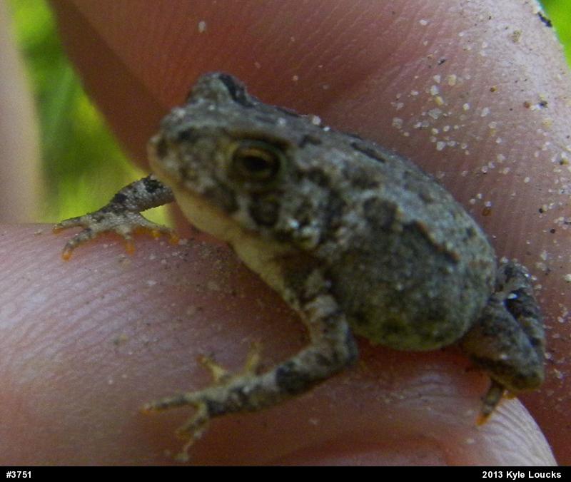 Eastern American Toad