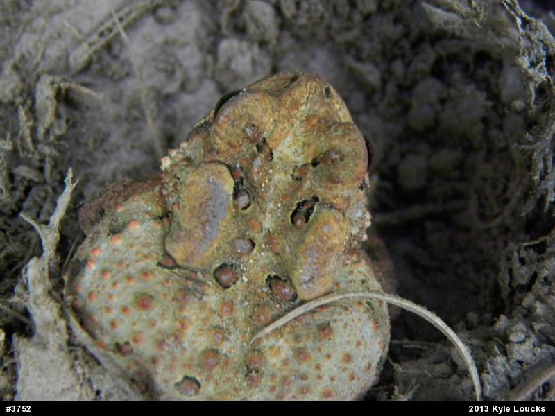 Eastern American Toad