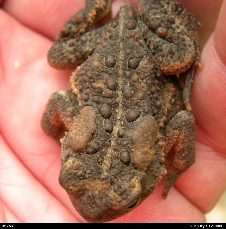 Eastern American Toad