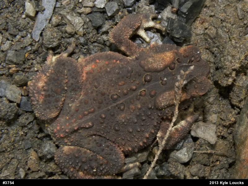 Eastern American Toad