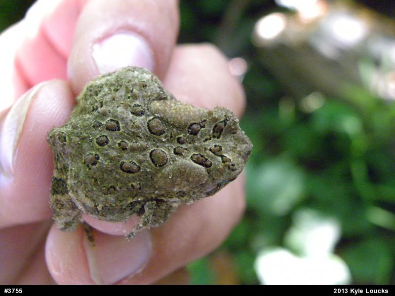 Eastern American Toad
