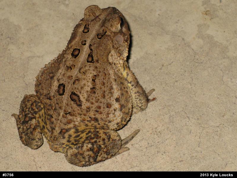 Eastern American Toad